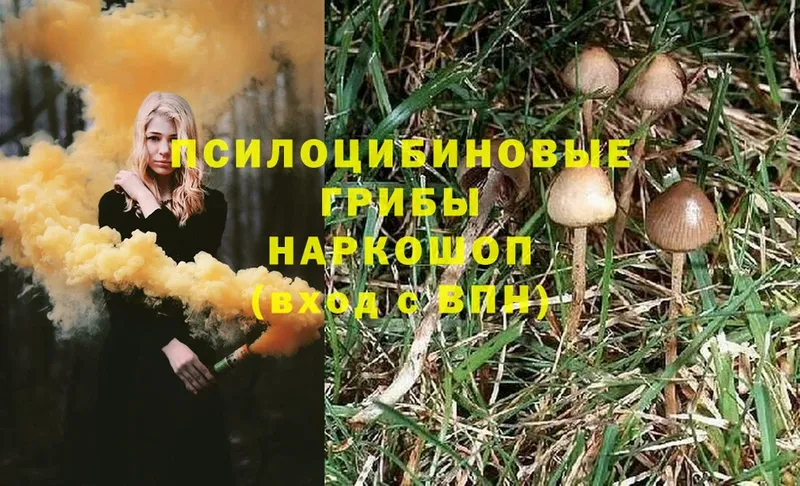 закладки  mega зеркало  Галлюциногенные грибы Psilocybe  Чулым 